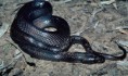 /album/photo-gallery-significant-fauna/dunmalls-snake-furina-dunmalii-erinigibba-national-park-jpg1/